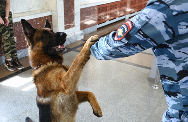 Процесс дрессировки служебной собаки кинологом