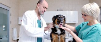 Ветеринарный врач (Ветеринар)